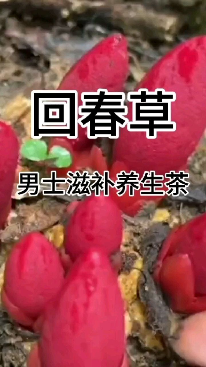 回春草—男士滋补养生茶