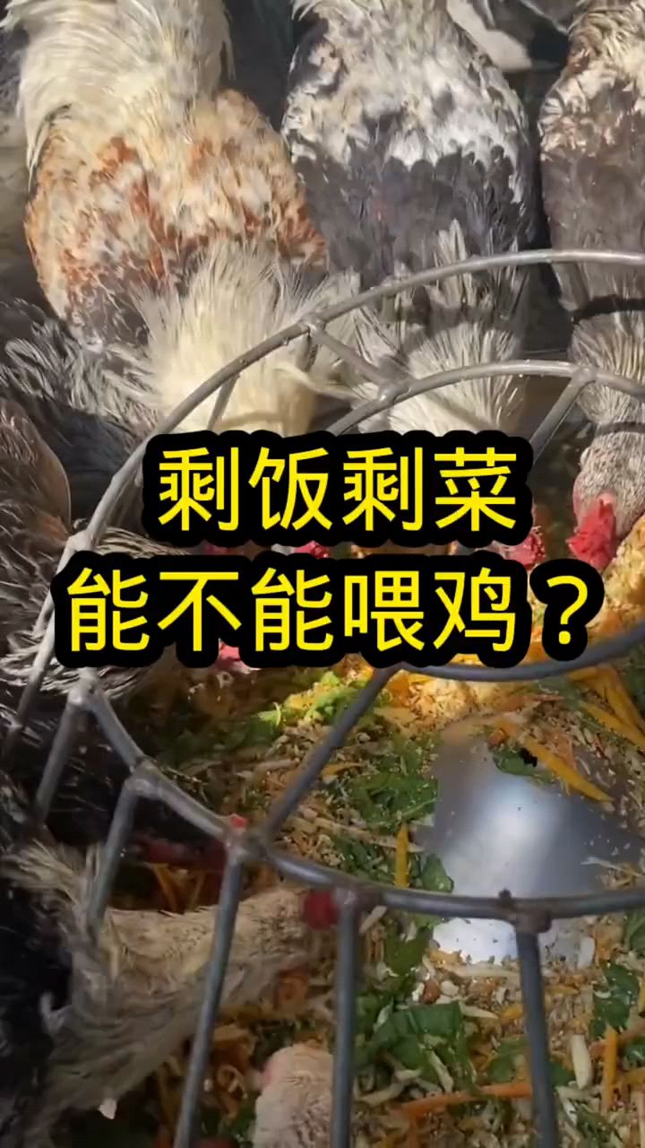 剩菜剩饭能不能喂鸡