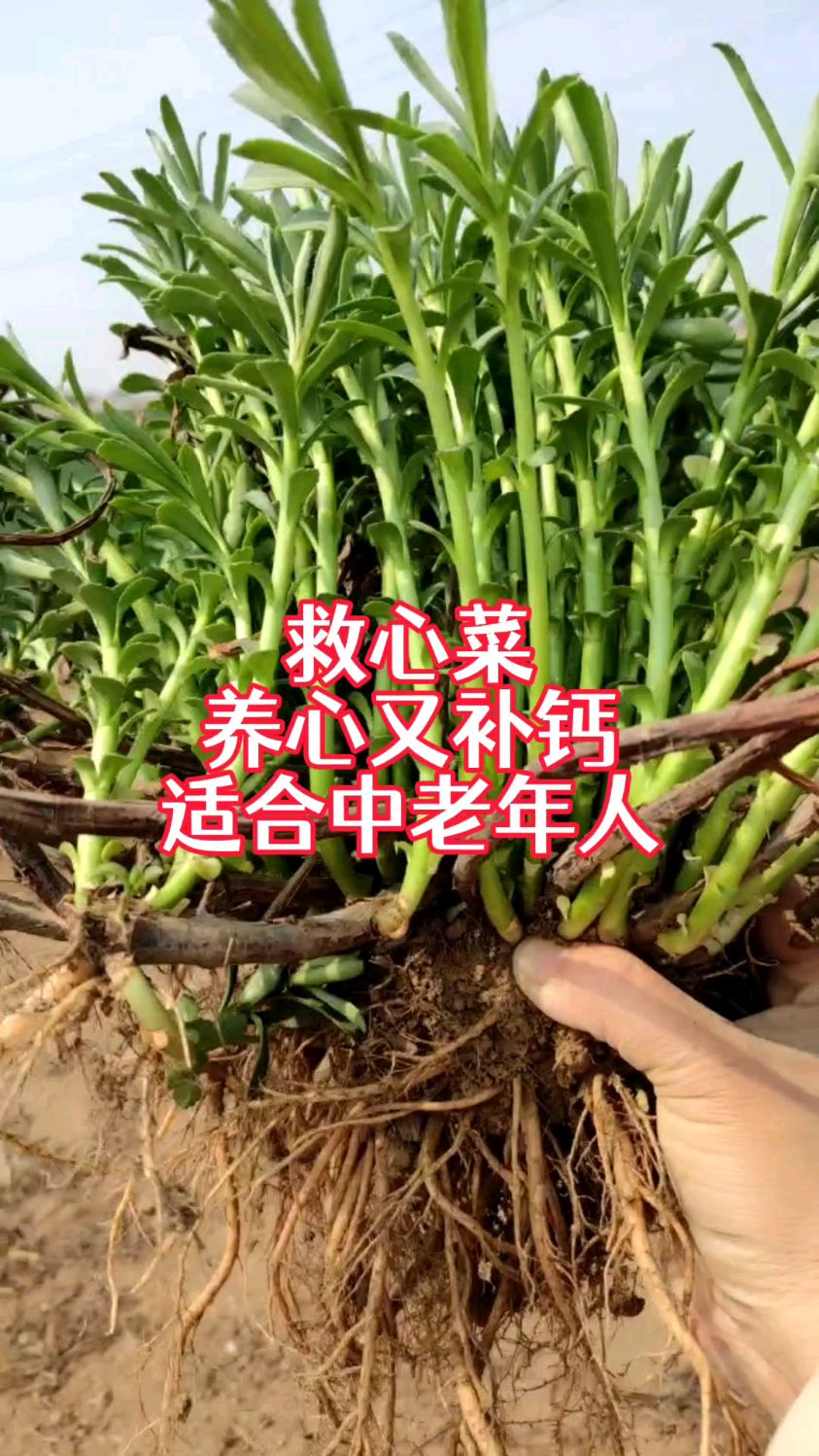救心菜,养心又补钙,像韭菜割了一茬又一茬,种一次生长20年