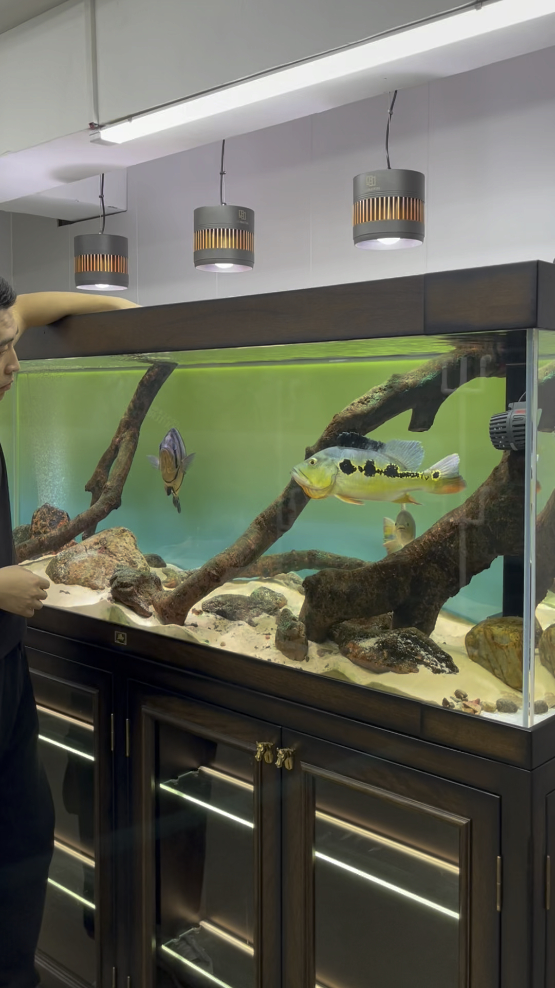 这俩条鱼哪条好看?泰国虎鱼多少钱?