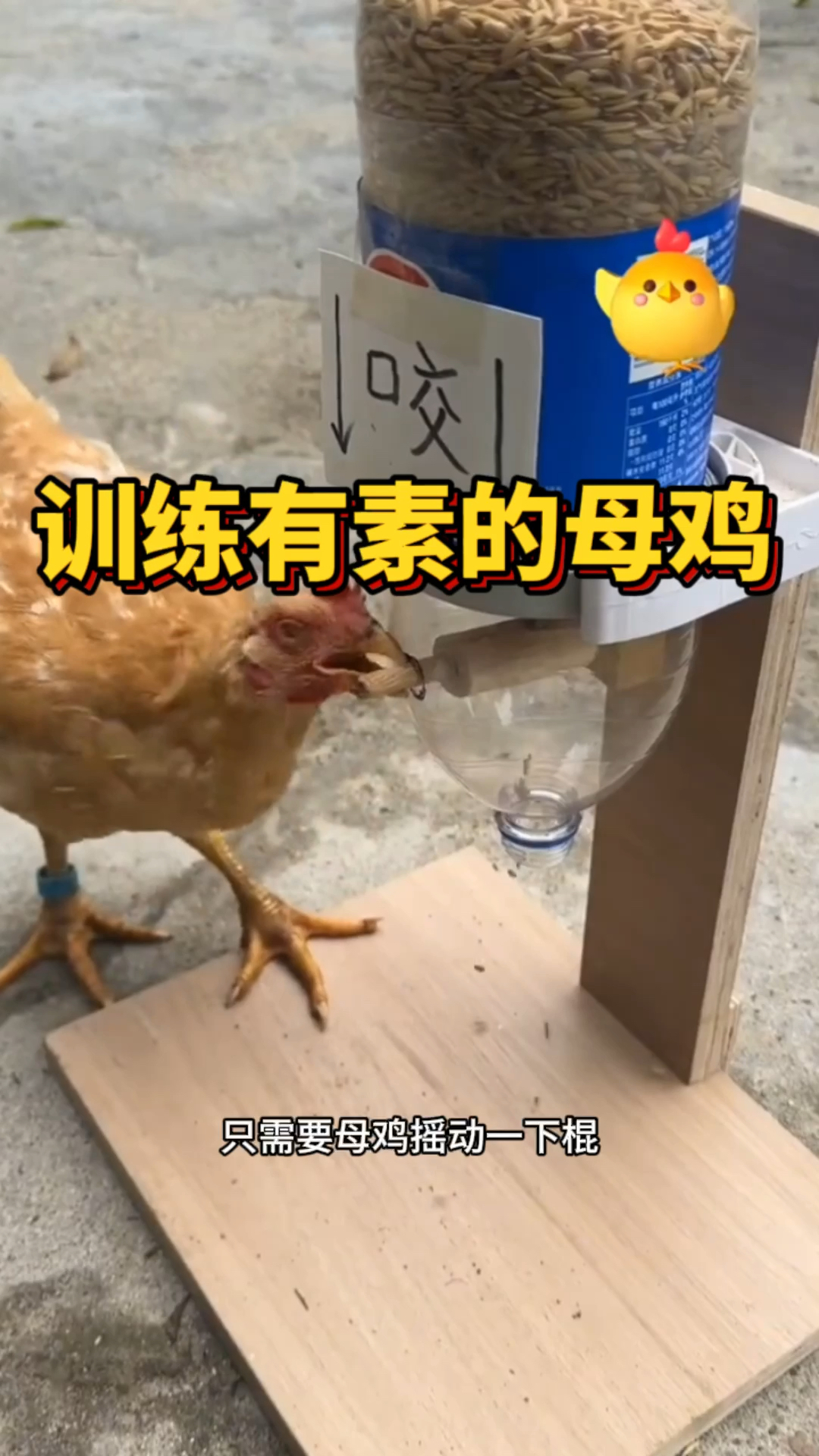 训练有素的母鸡,真聪明