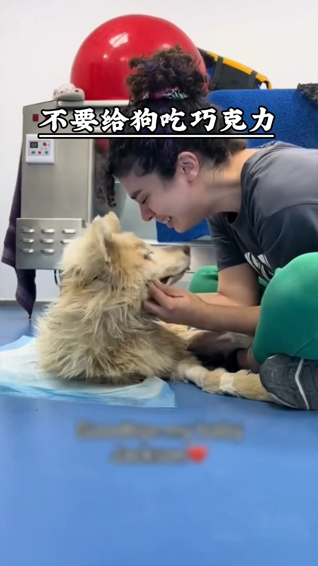 千万不要给狗吃巧克力