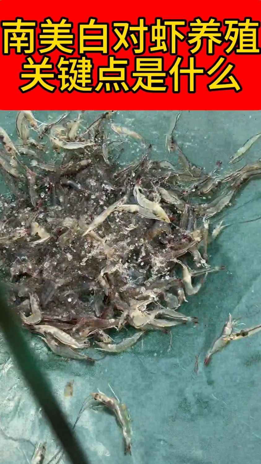 南美白对虾养殖关键是什么