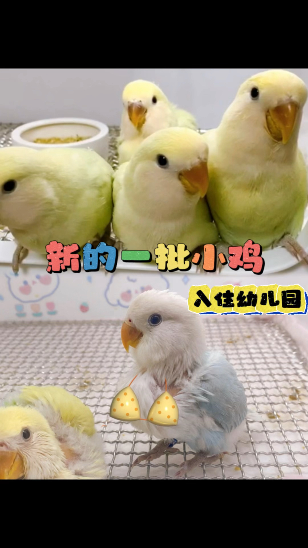 新的一批小鸡入住幼儿园