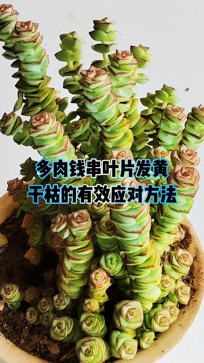多肉钱串叶片发黄干枯的有效应对方法