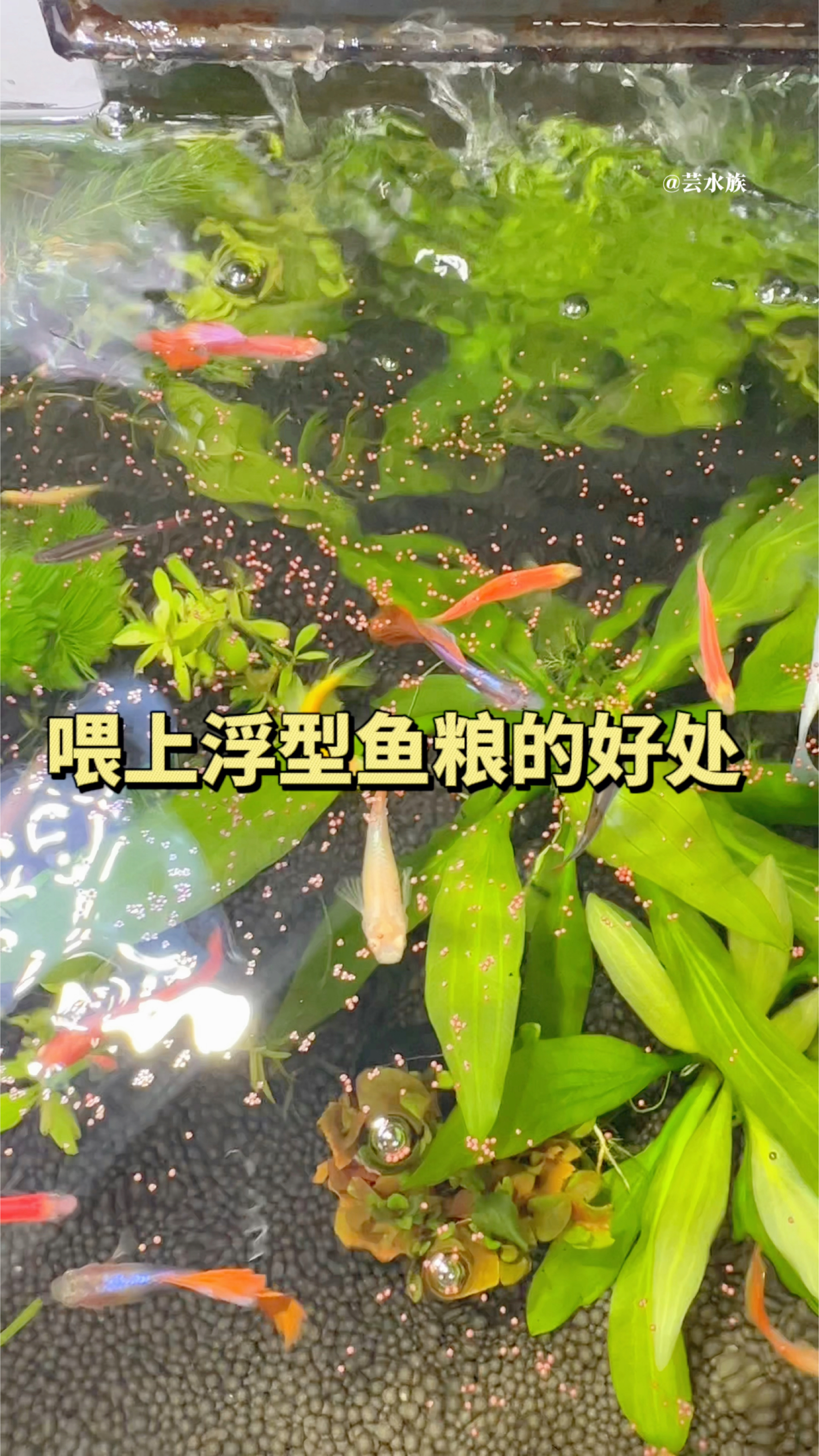 这样喂鱼都不用担心饲料沉底,这就是漂浮饲料的好处#水族 #鱼粮