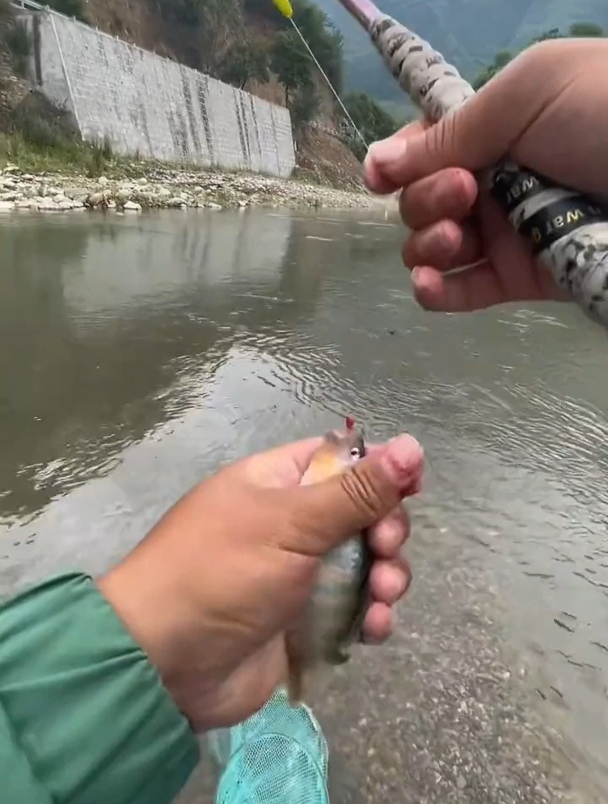 面筋饵专用溪流钓石斑鱼,但你真的会用吗?