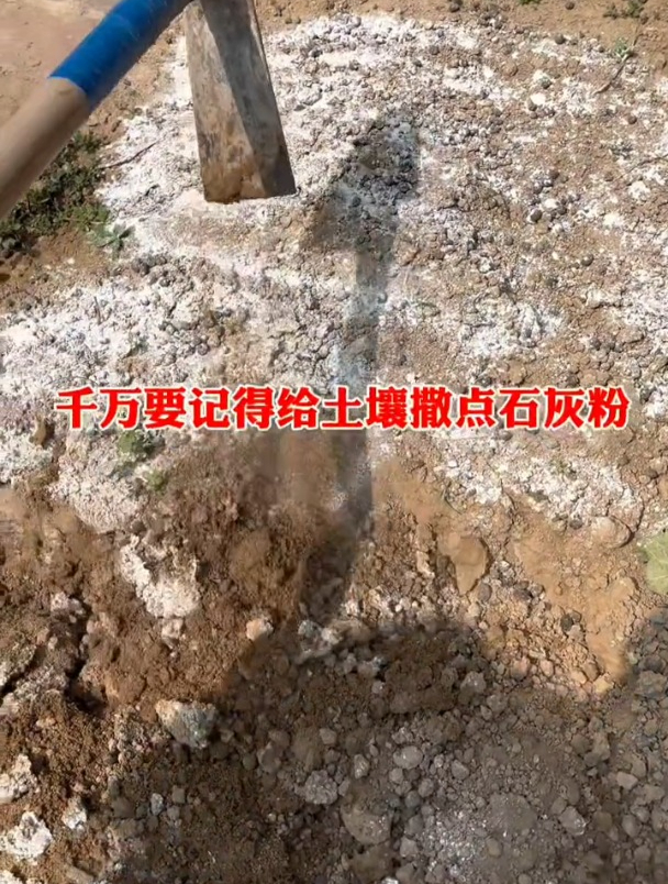 种地前为什么要撒生石灰,原来作用这么多,真是涨知识