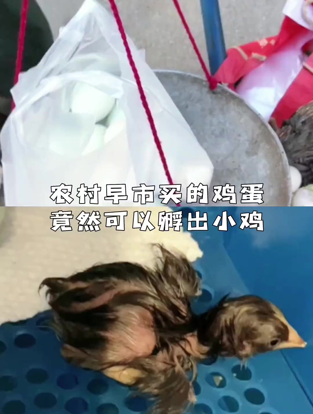 早市买的鸡蛋竟然孵出来小鸡了