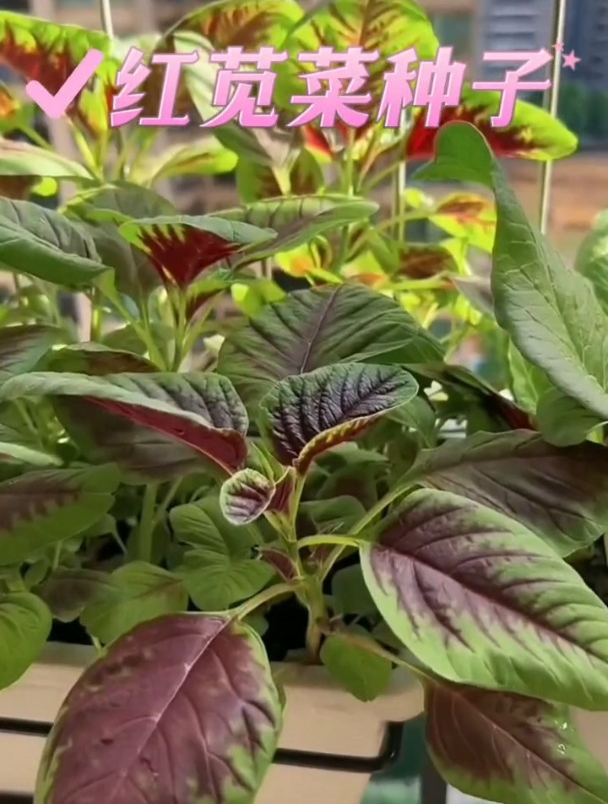 农村常见的红叶苋菜,人们只知它是上好野菜,殊不知还能驱虫!