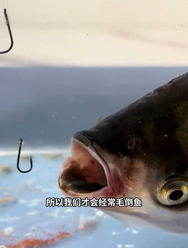浮钓鲢鳙经常锚鱼?其实问题出在鱼钩上!加一个助吸棉轻松搞定