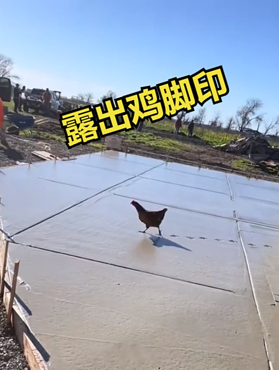 你看露出鸡脚印了吧,语文课本说的没错,小鸡画竹叶