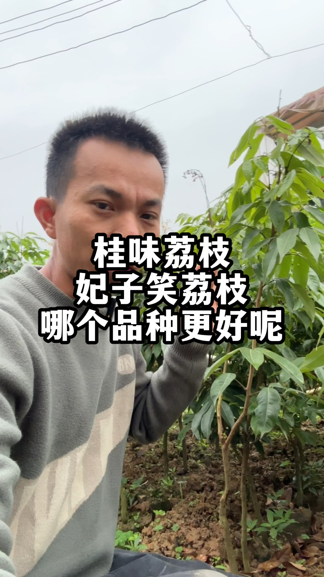 桂味荔枝和妃子笑荔枝,种植哪个品种更好吃呢
