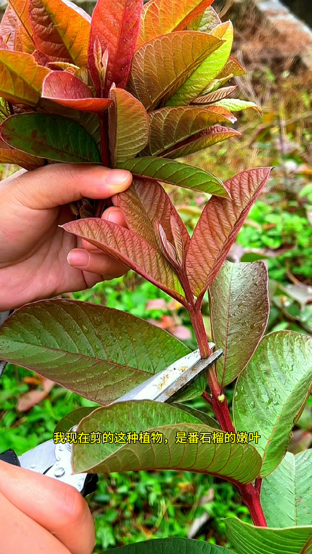 农村路边的番石榴叶你认识吗