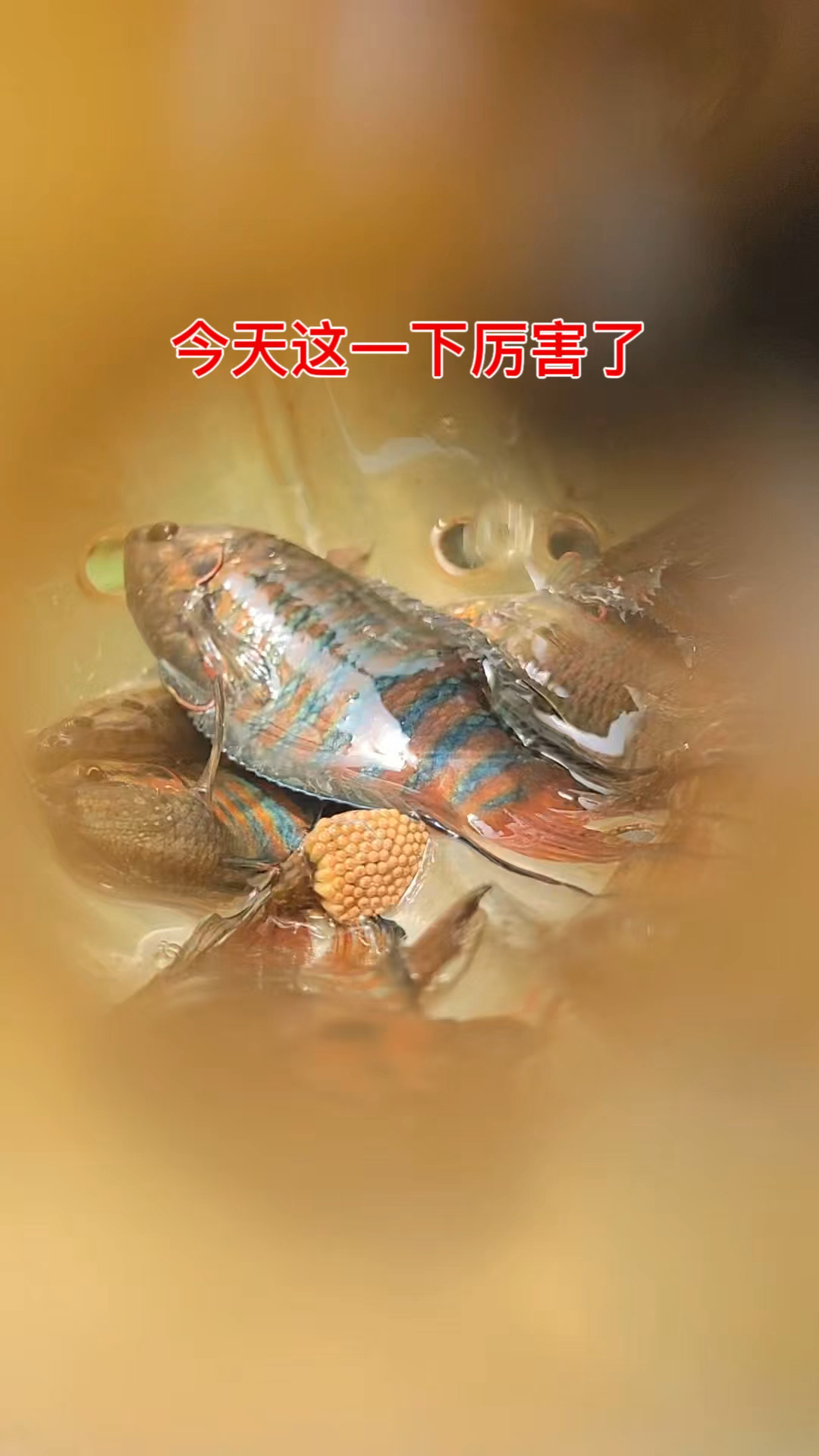 今天的斗鱼又大又红的,真漂亮!