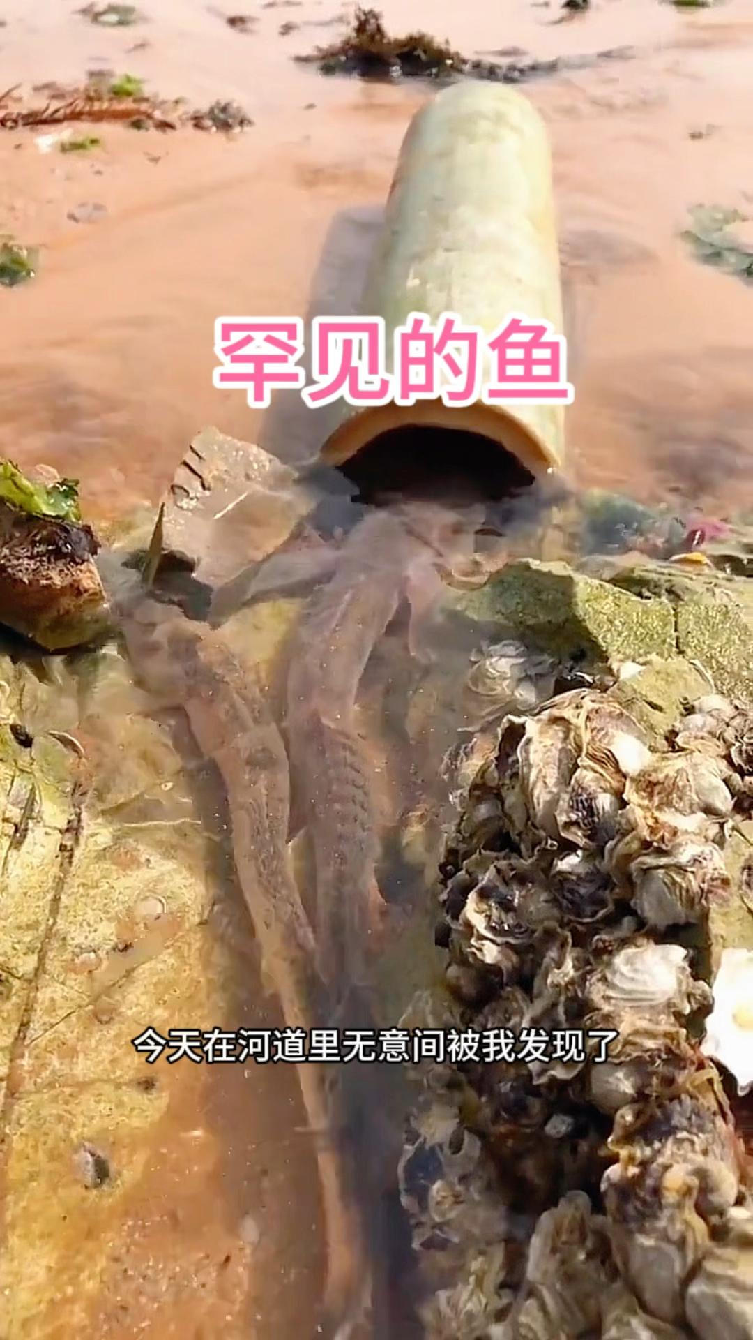 罕见的鱼,居然是龙尾鱼