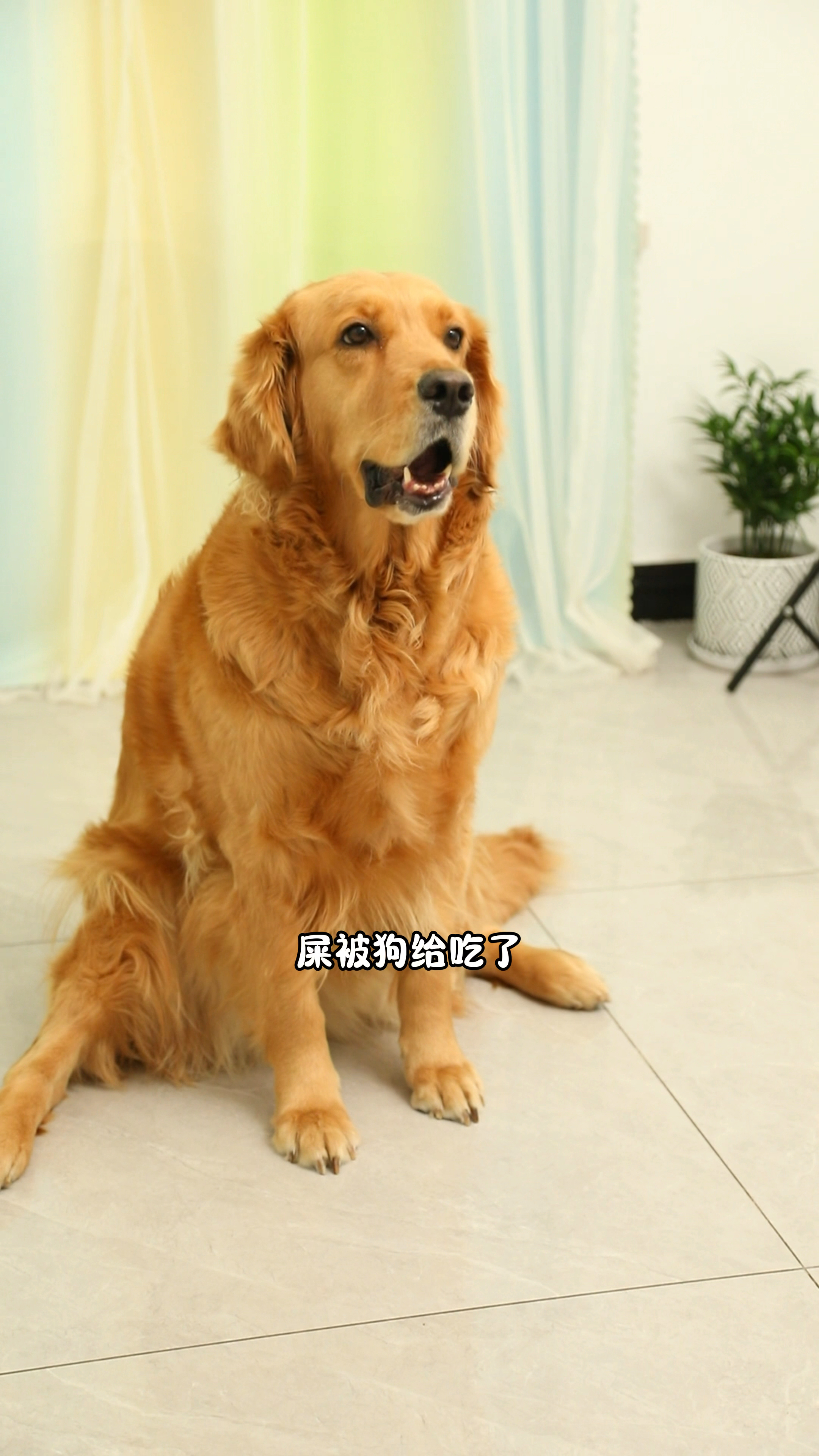 奶茶狗狗的绘画作品