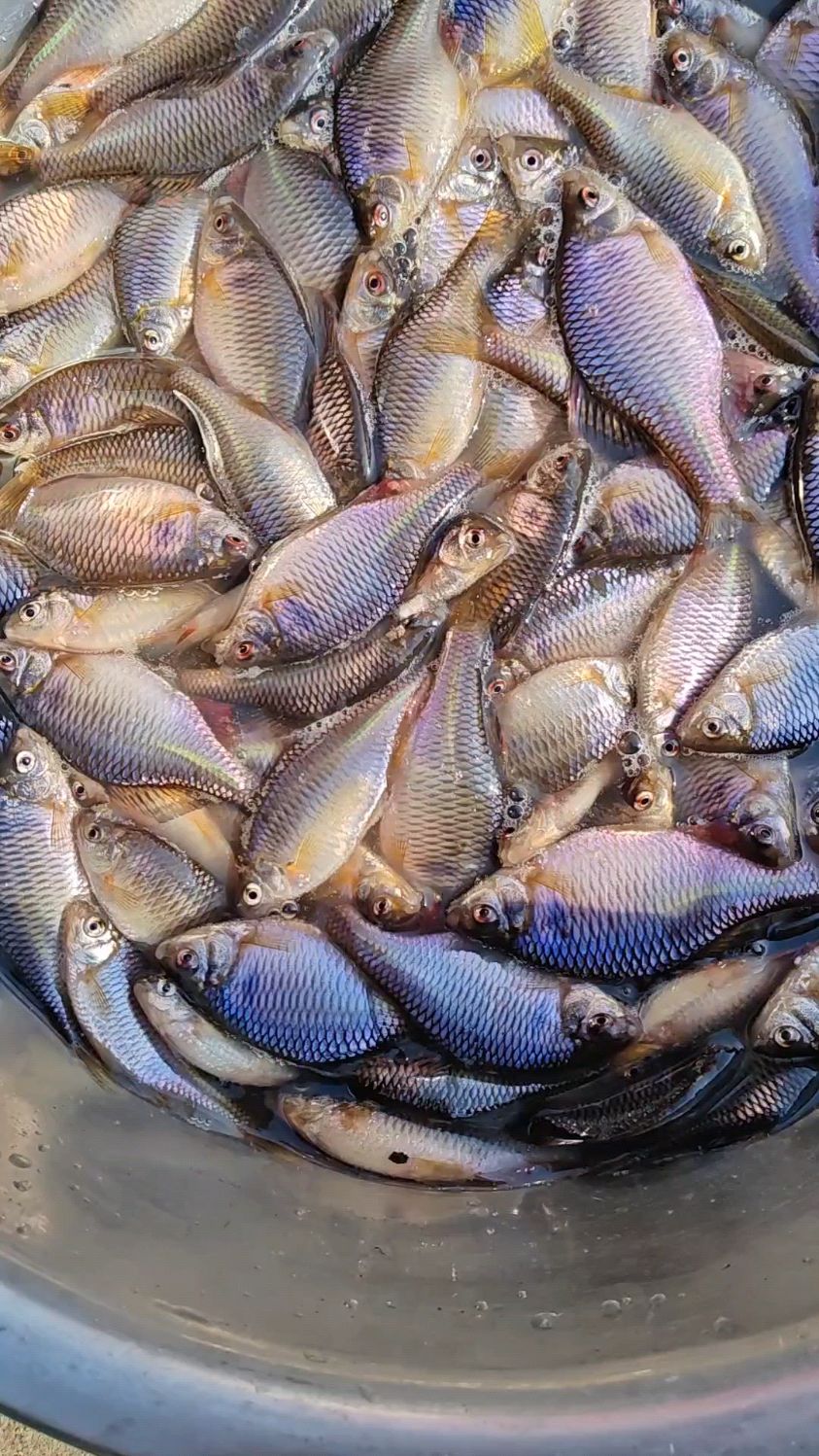 东北松花江开江鱼,三花五罗其中一罗葫芦籽鱼,奔吧乱蹦嘎嘎新鲜