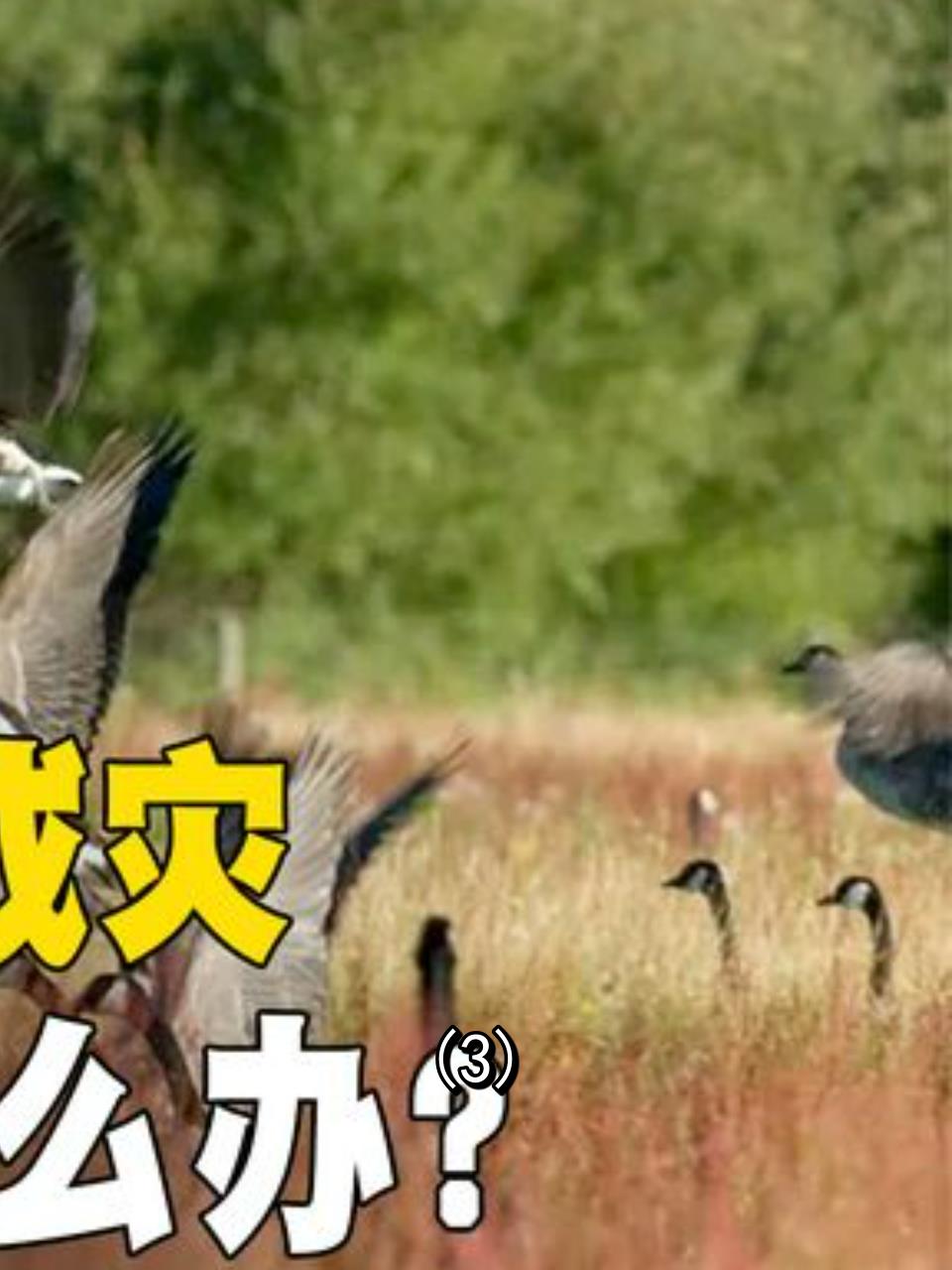 加拿大鹅泛滥新西兰,公园变‘鹅便所’,人类生活受影响!3