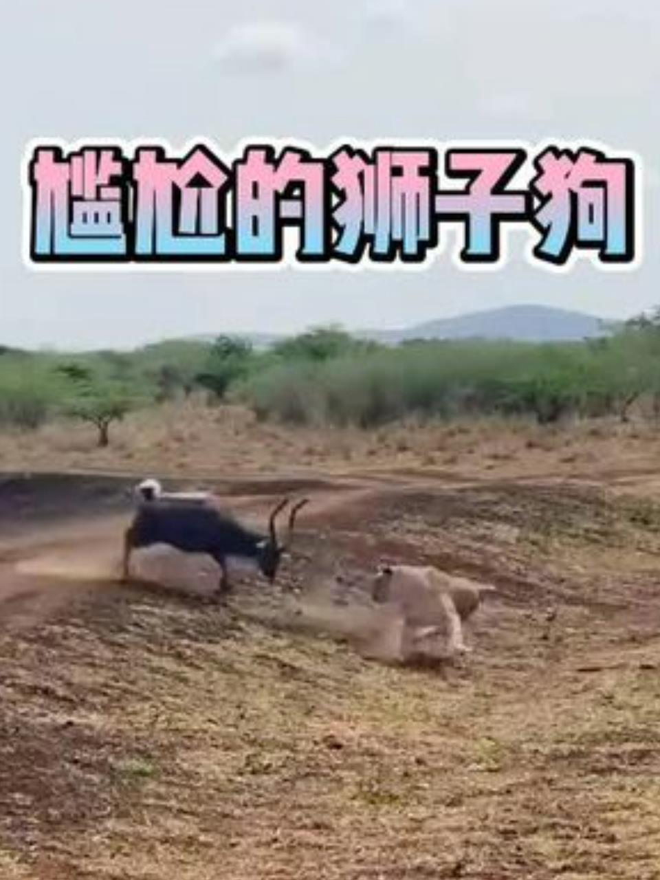 草原之王与鳄鱼的生死对决,你敢看吗?2