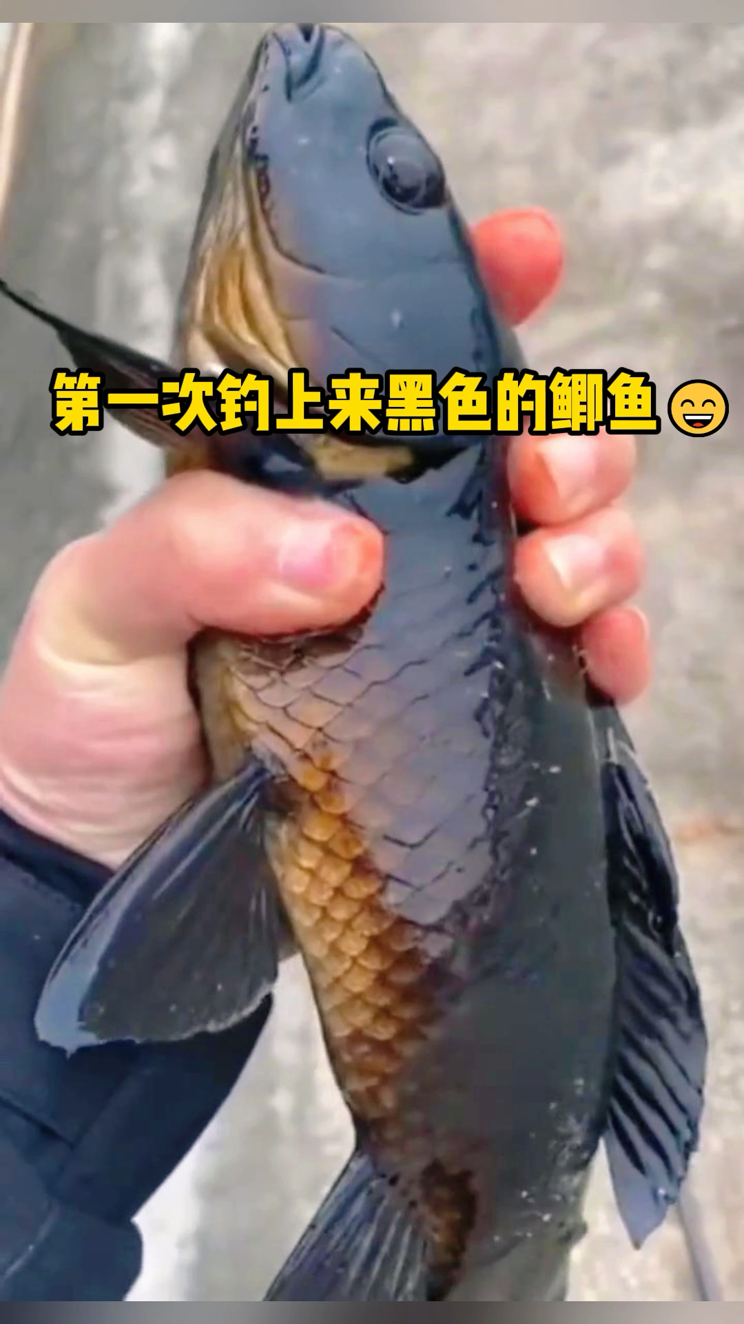 这是什么品种的鱼啊