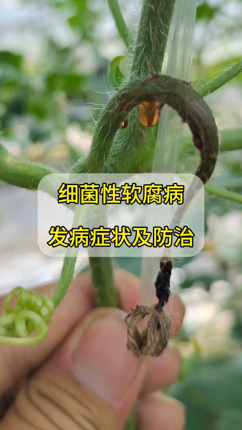 细菌性软腐病发病症状及防治