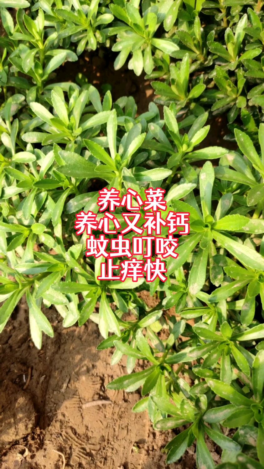 养心菜种植简单,作用却不小,种一次生长20年