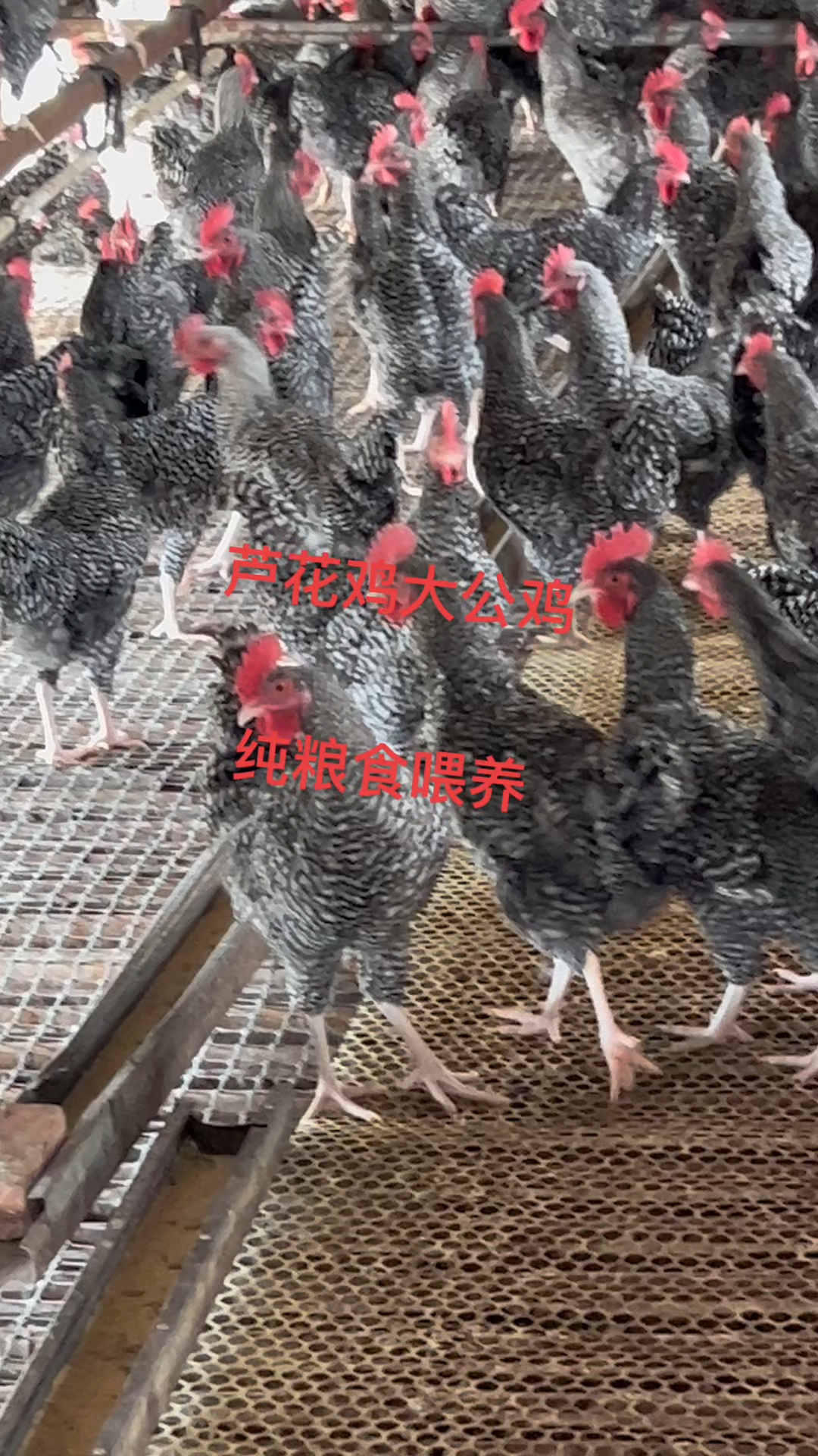 芦花鸡大公鸡