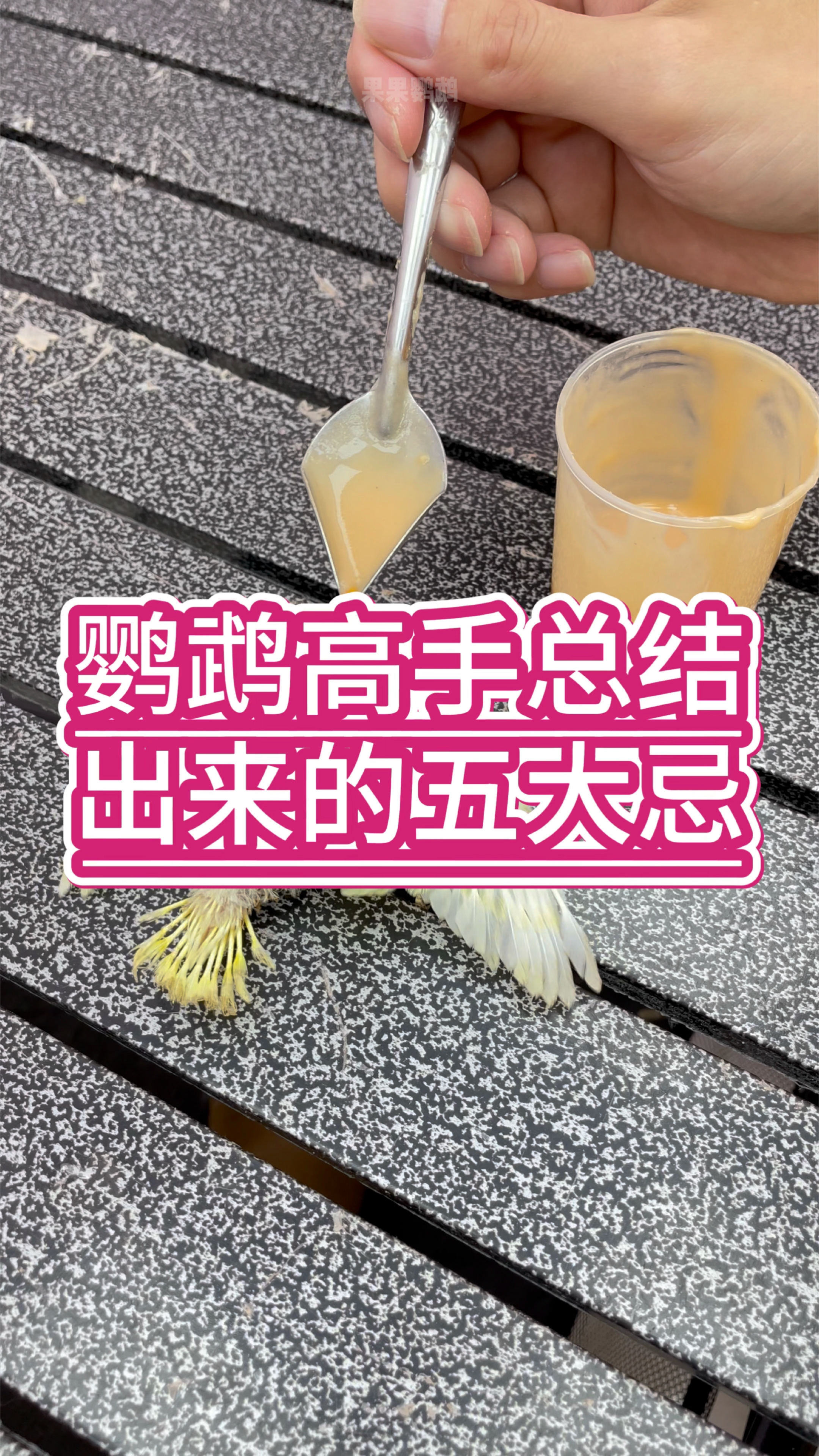 养鹦鹉高手总结出来的五大忌