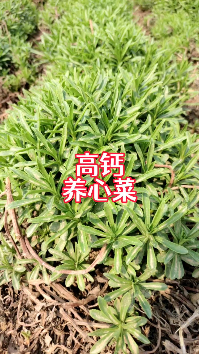 高钙菜,养心又补钙,种植简单,月月收年年采,花盆菜园种一棵