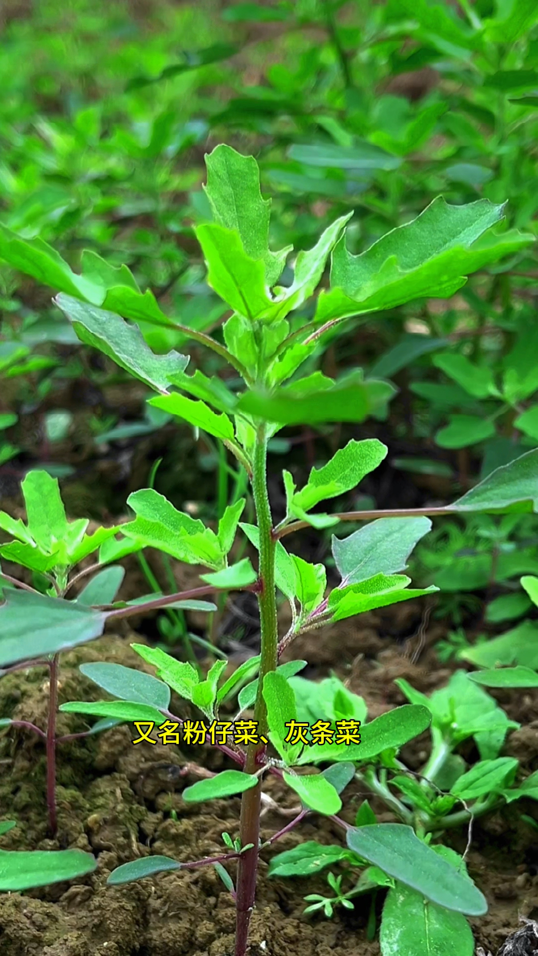 农村田野里的灰灰菜,遇见就采点回家
