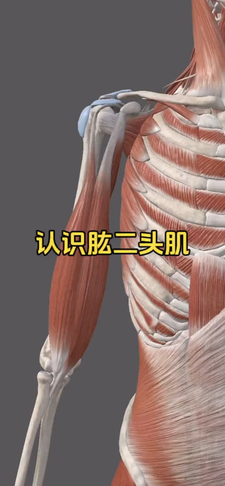 认识我们熟知的肱二头肌!