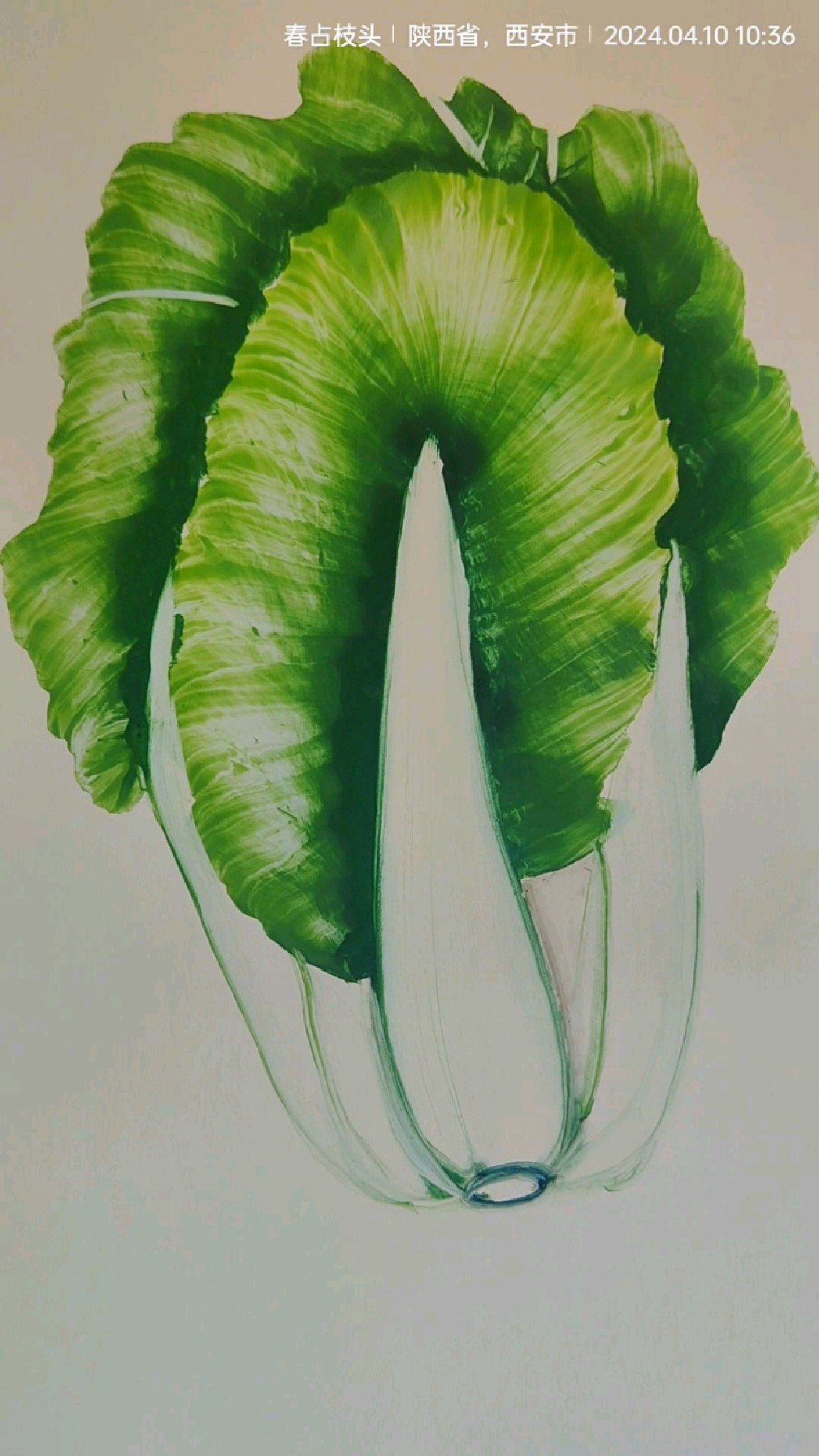 一根大白菜,一起画画!