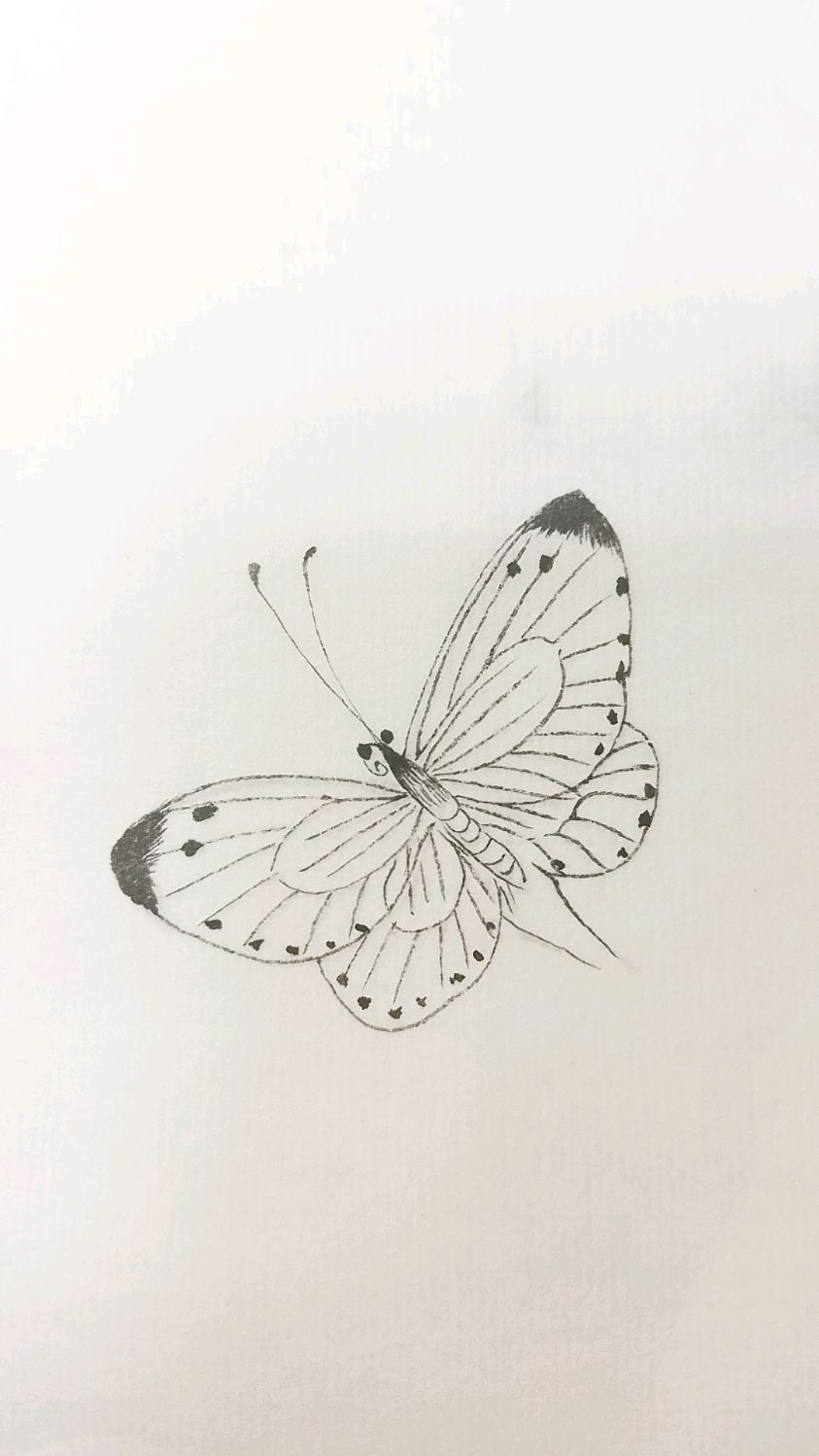 白描蝴蝶勾线练习