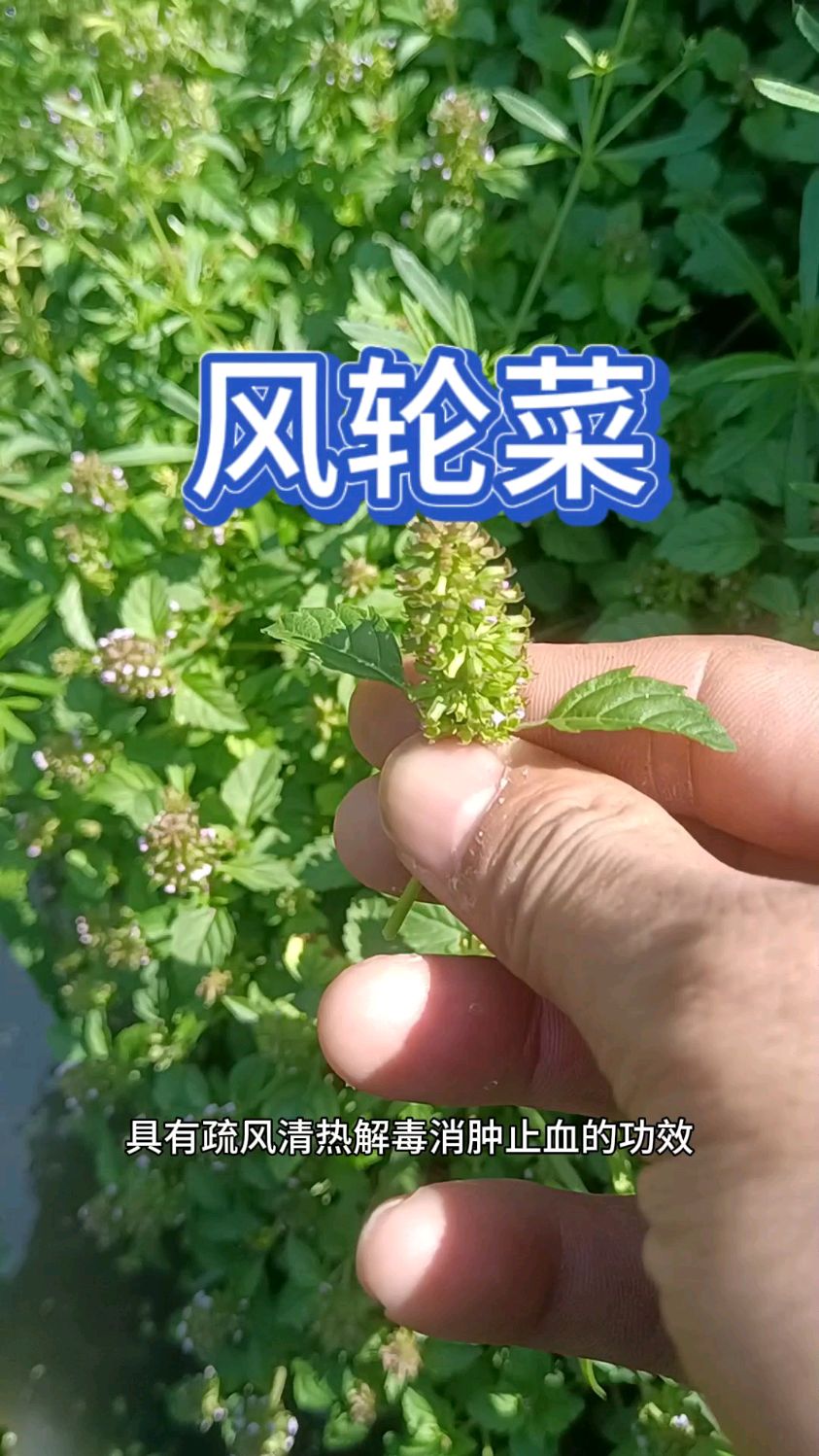 以前这个植物没人吃,现在吃人很火爆,它名称就叫风轮菜