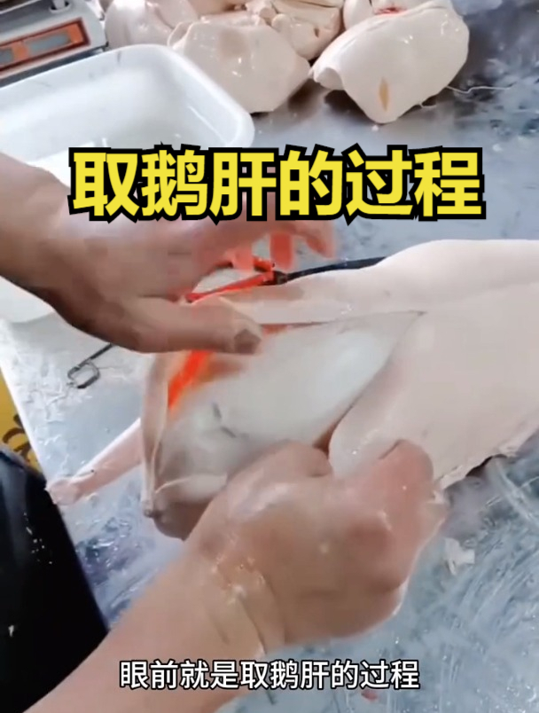 取鹅肝的过程,这鹅是吃什么长大的