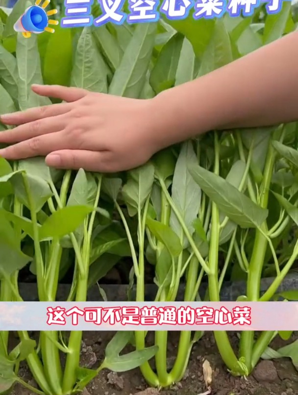 一种新品种空心菜,分三个叉生长,种上一个月能采收好几茬!