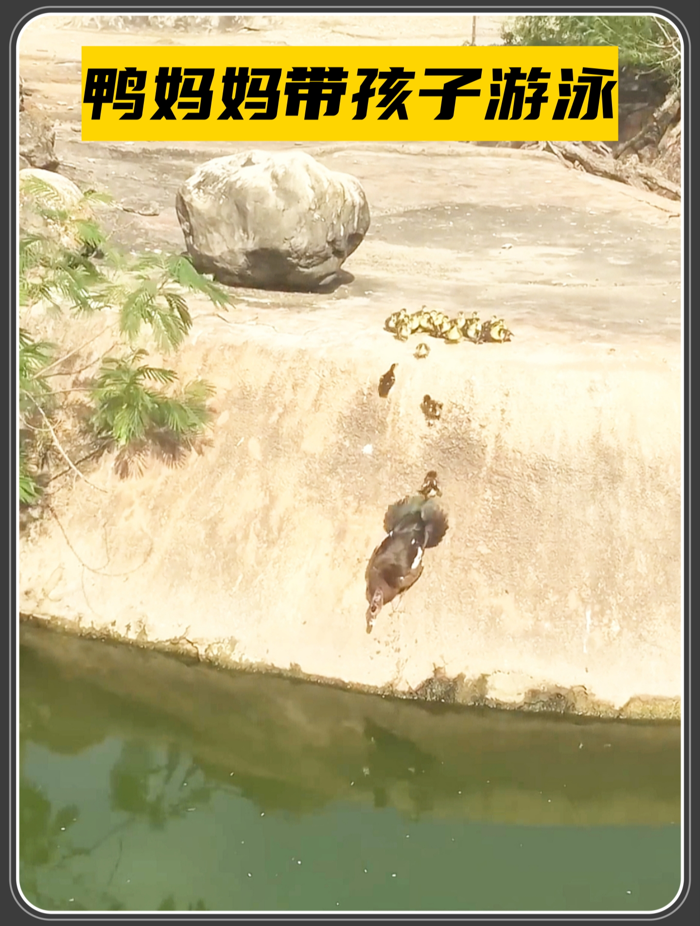 鸭妈妈带小鸭子学游泳,小鸭子们却害怕得不敢下水