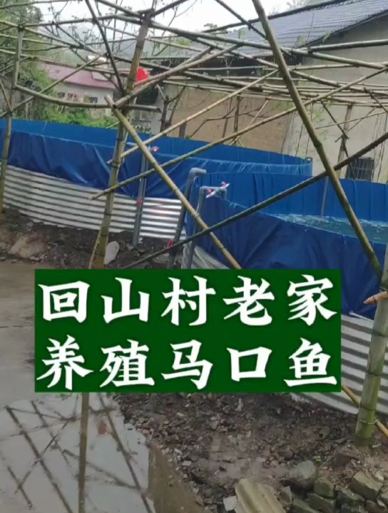 城市太卷 就回农村老家创业 养殖马口鱼