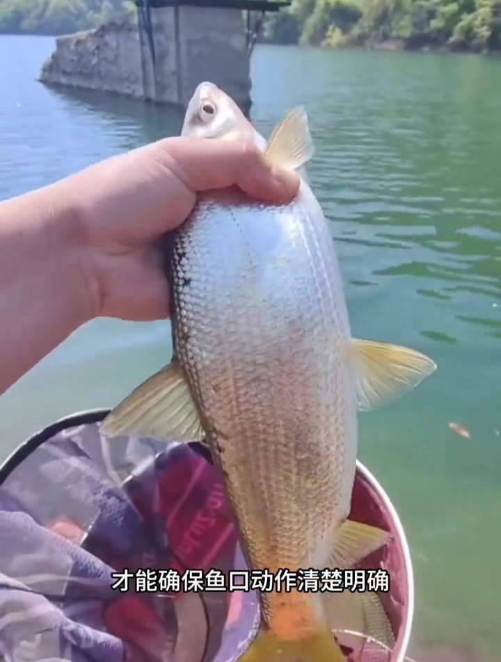 钓黄尾主线组怎么选才能钓更多?老钓友详细讲解!