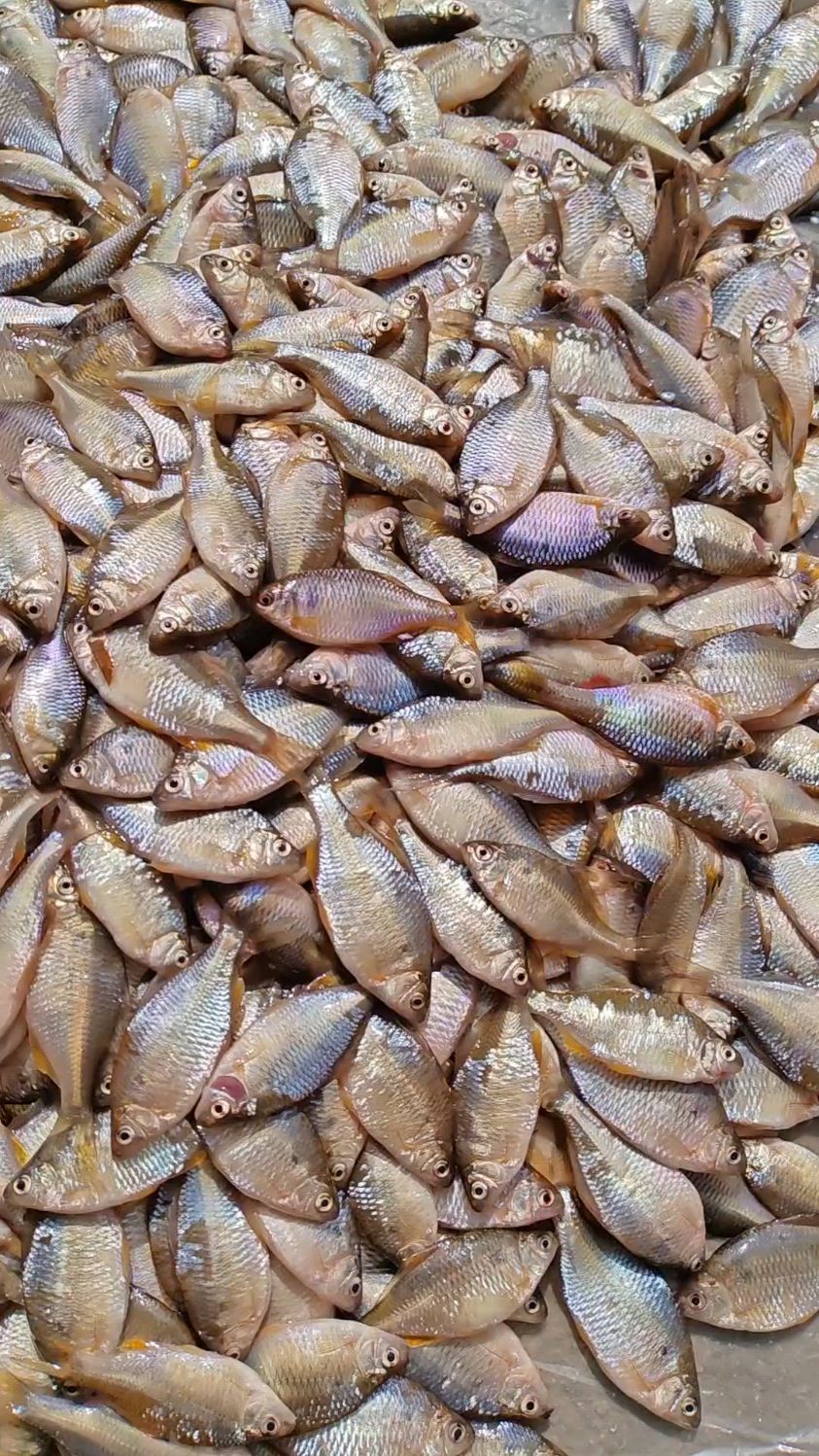 东北松花江开江鱼,葫芦籽鱼刚摘完网,嘎嘎板正嘎嘎新鲜