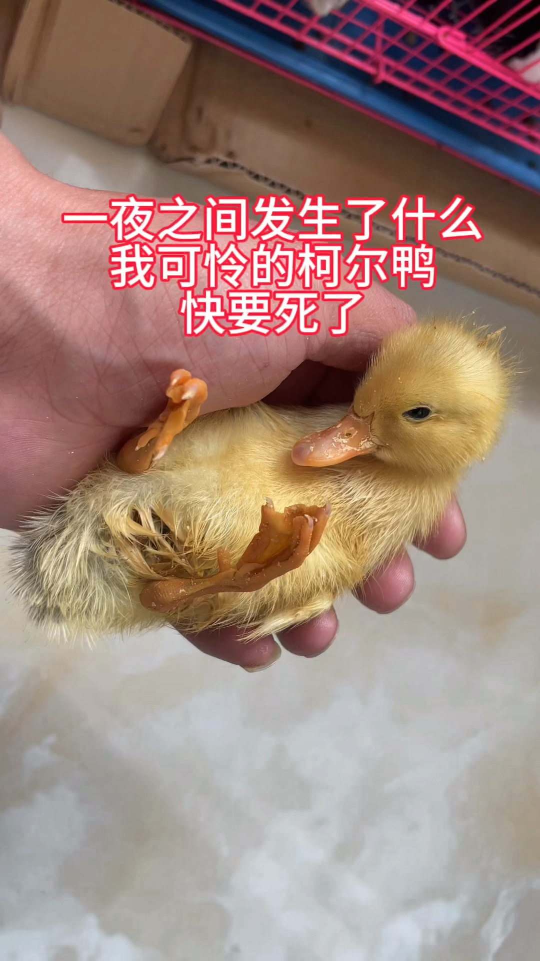 小鸭鸭快死了怎么办