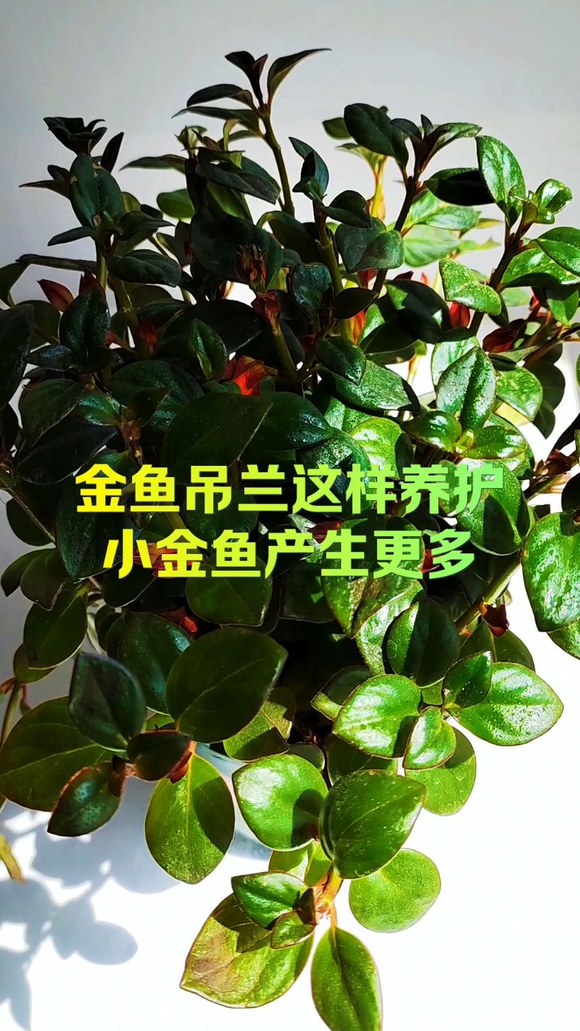 金鱼吊兰这样养护小金鱼产生更多
