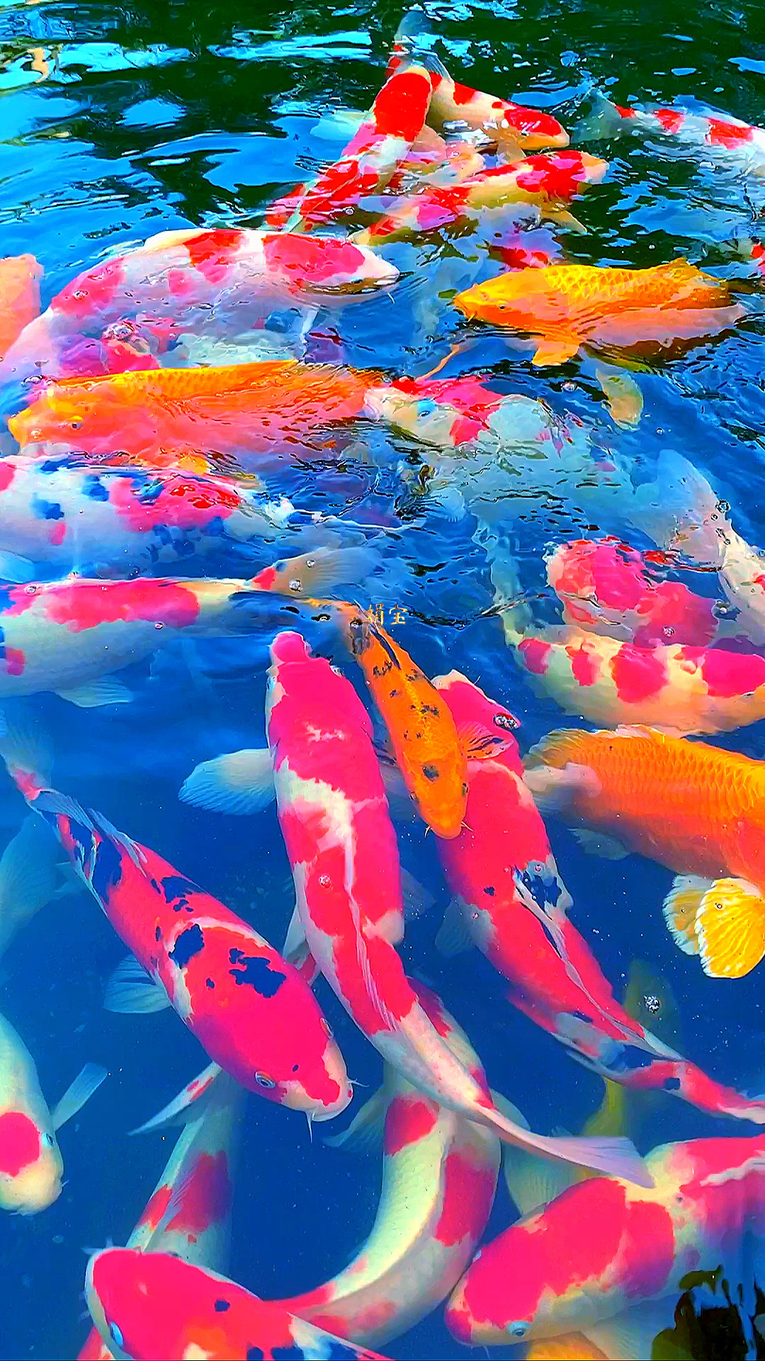 锦鲤呈祥,祝福你如鱼得水,财源滚滚,福气满满,生活美好