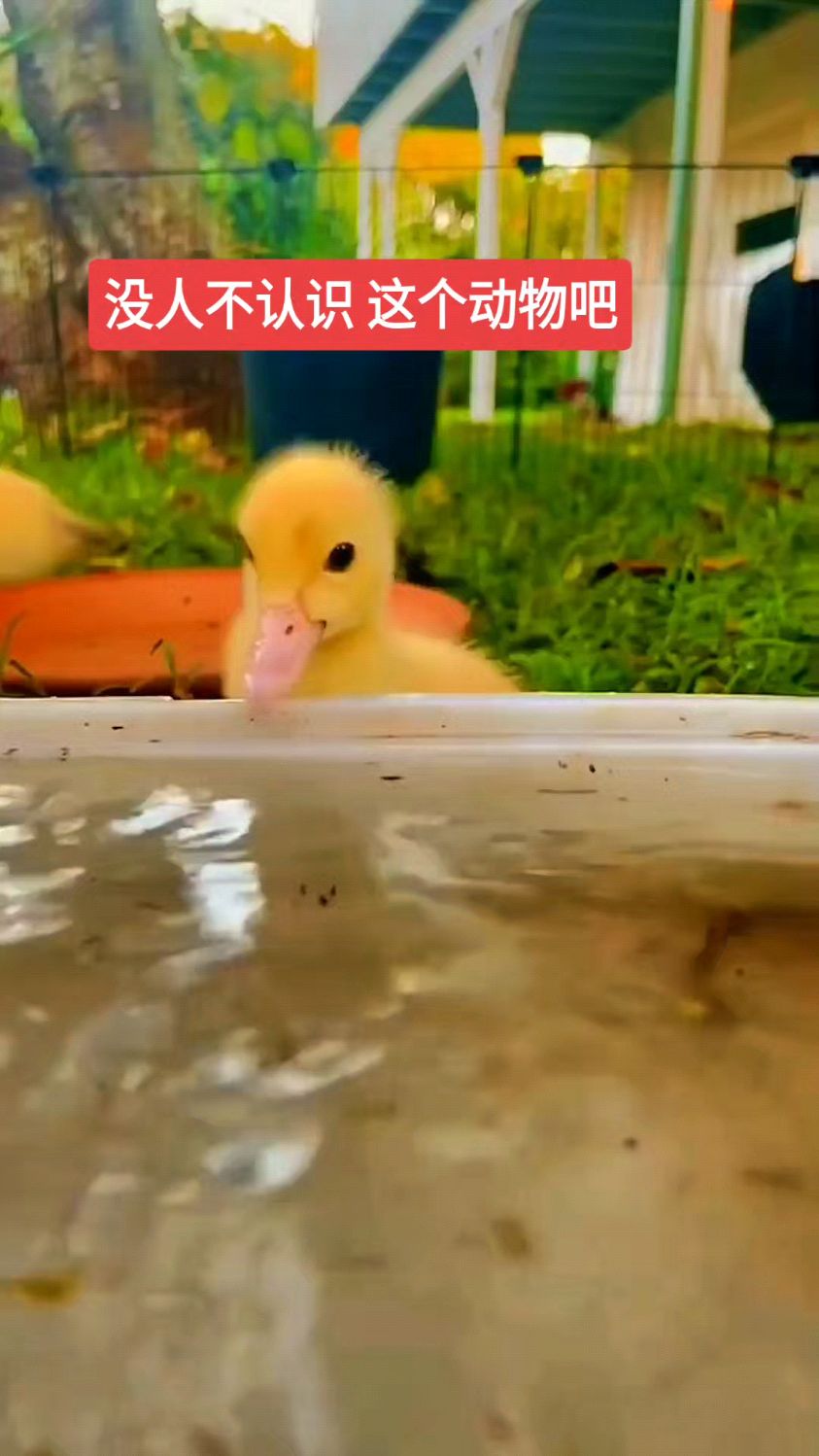 可爱鸭,开心鸭,幸福鸭,努力鸭,快跑鸭,快来快来数一数24678