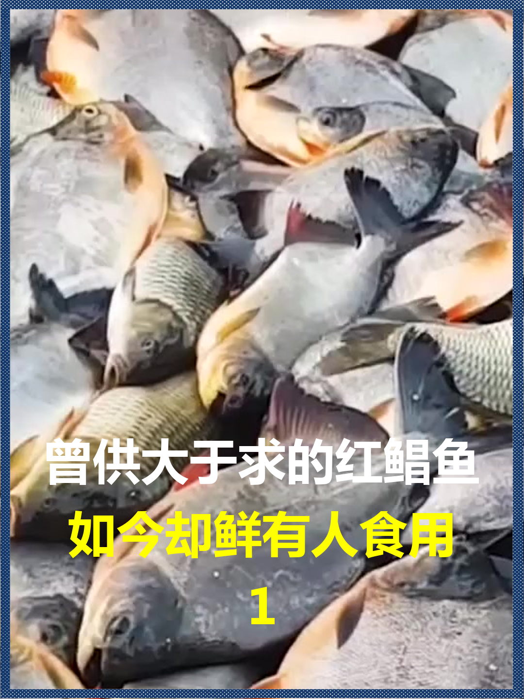 曾供大于求的红鲳鱼?如今却鲜有人食用,是因为口感不佳吗