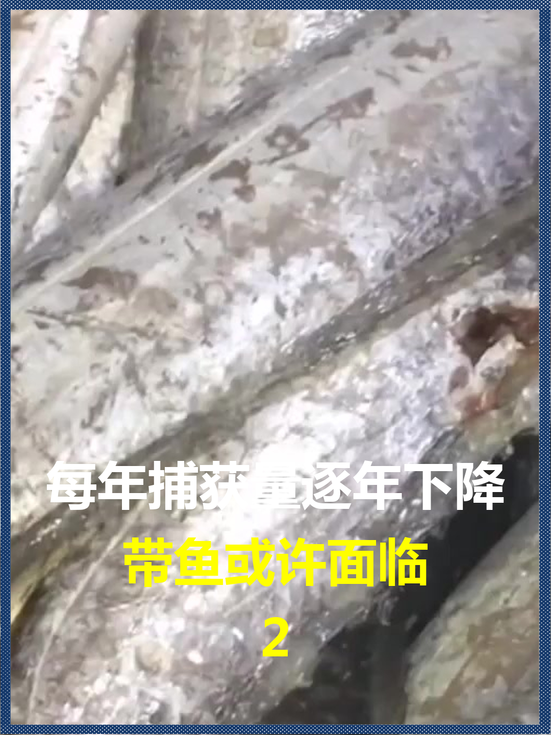 每年捕获量逐年下降?带鱼或许面临,被人类吃灭绝的命运