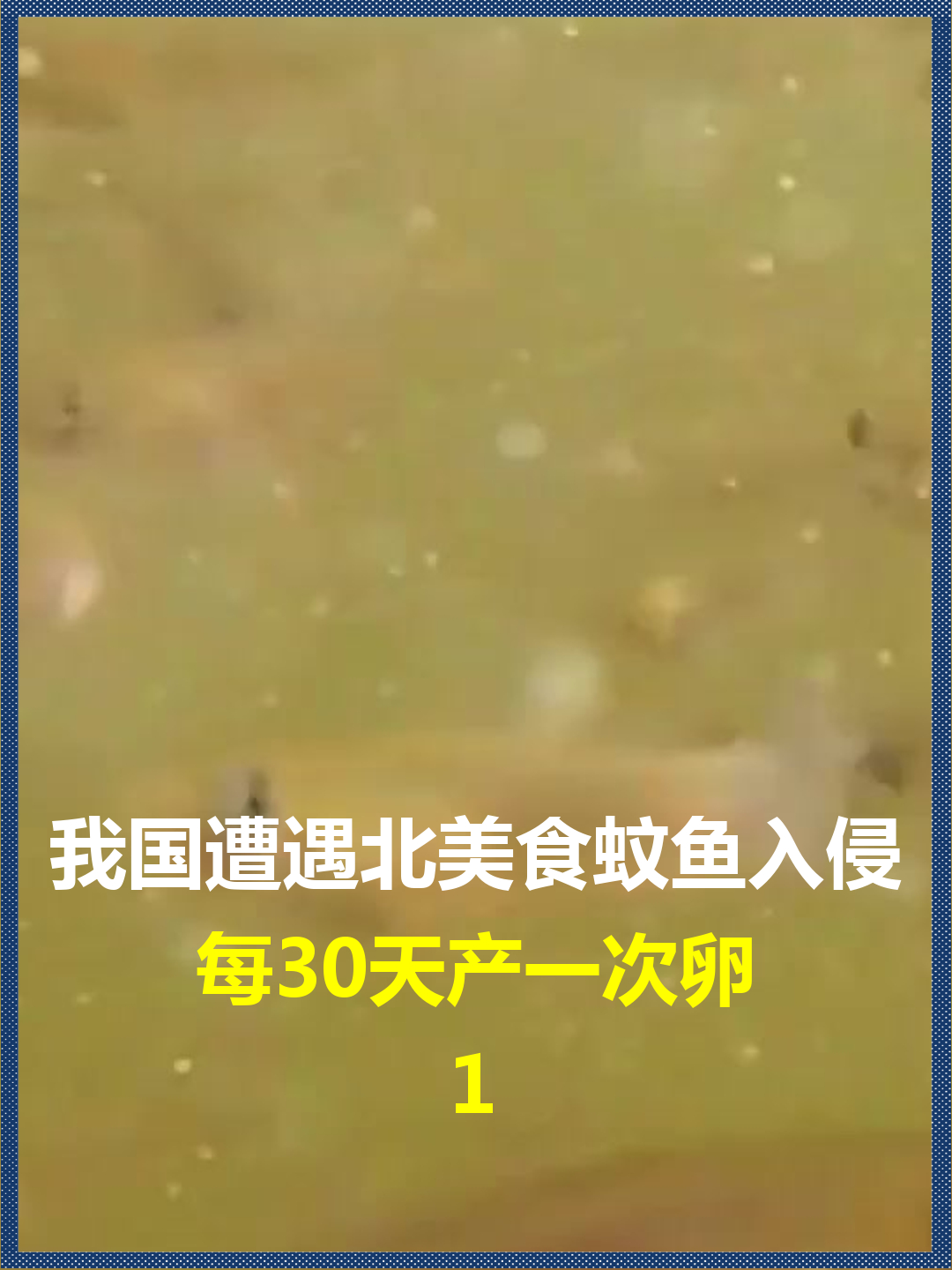 我国遭遇北美食蚊鱼入侵?每30天产一次卵,已成为重灾区