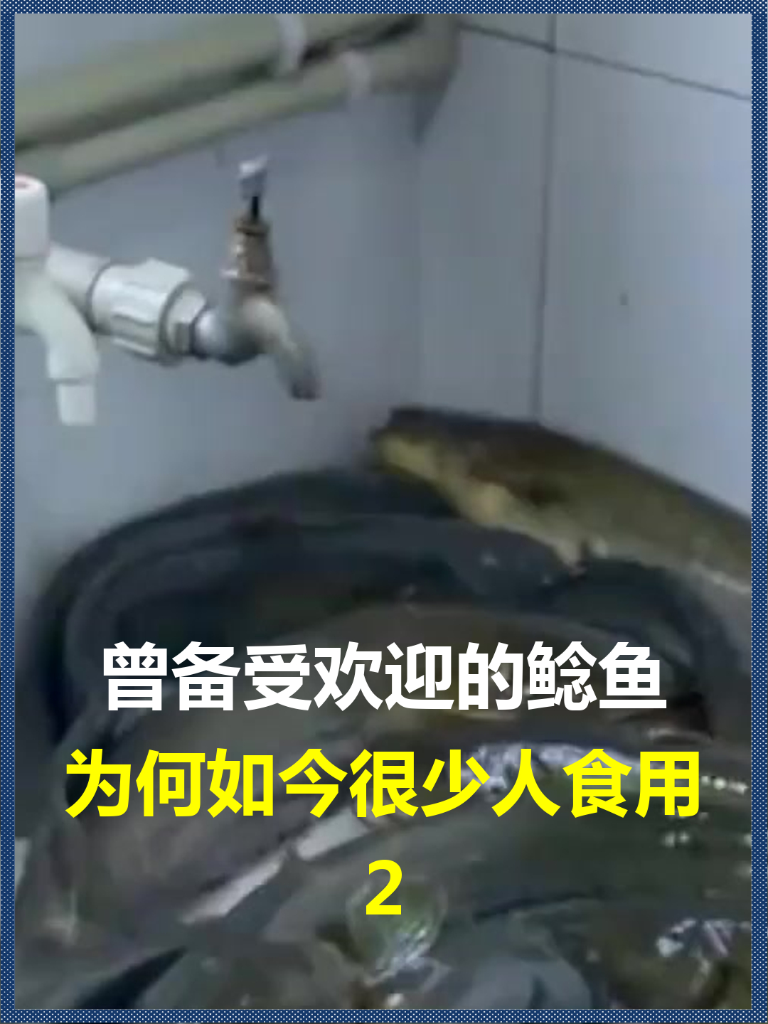 曾备受欢迎的鲶鱼?为何如今很少人食用,难道它就是垃圾鱼吗
