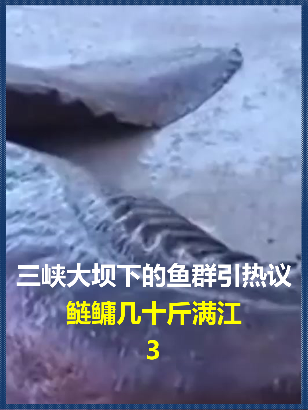 三峡大坝下的鱼群引热议?鲢鳙几十斤满江,鳡鱼一百斤悄然穿梭